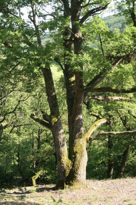 Veľký Klíž, 21.5.2016
Suťový les na vrchu Veľká Suchá - jihovýchodní svah.
Keywords: Veľký Klíž vrch Veľká Suchá