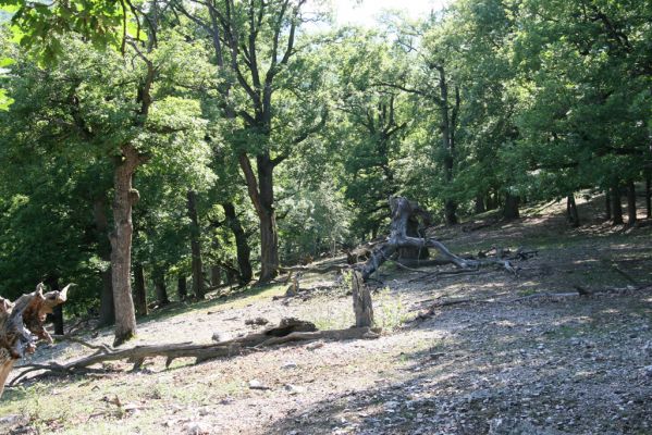 Veľký Klíž, 21.5.2016
Suťový les na vrchu Veľká Suchá - jihovýchodní svah.
Schlüsselwörter: Veľký Klíž vrch Veľká Suchá