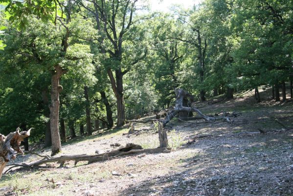 Veľký Klíž, 21.5.2016
Suťový les na vrchu Veľká Suchá - jihovýchodní svah.
Keywords: Veľký Klíž vrch Veľká Suchá