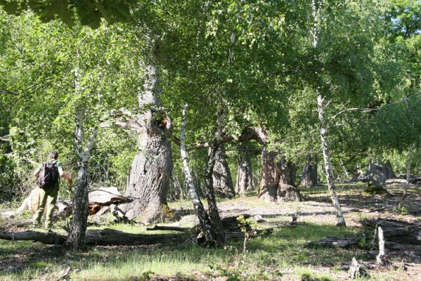 Veľký Klíž, 21.5.2016
Suťový les na vrchu Veľká Suchá - jihovýchodní svah.
Keywords: Veľký Klíž vrch Veľká Suchá