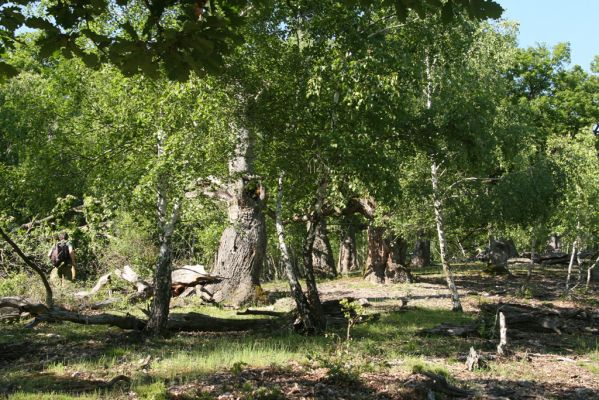 Veľký Klíž, 21.5.2016
Suťový les na vrchu Veľká Suchá - jihovýchodní svah.
Klíčová slova: Veľký Klíž vrch Veľká Suchá