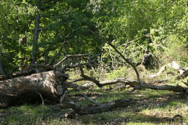 Veľký Klíž, 21.5.2016
Suťový les na vrchu Veľká Suchá - jihovýchodní svah.
Klíčová slova: Veľký Klíž vrch Veľká Suchá