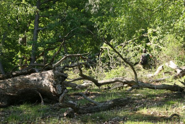 Veľký Klíž, 21.5.2016
Suťový les na vrchu Veľká Suchá - jihovýchodní svah.
Schlüsselwörter: Veľký Klíž vrch Veľká Suchá