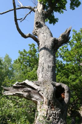 Veľký Klíž, 21.5.2016
Suťový les na vrchu Veľká Suchá - jihovýchodní svah.
Klíčová slova: Veľký Klíž vrch Veľká Suchá