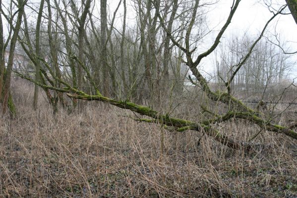 Velké Poříčí, 13.2.2016
Vrbový háj u železniční trati.



Schlüsselwörter: Velké Poříčí Denticollis linearis
