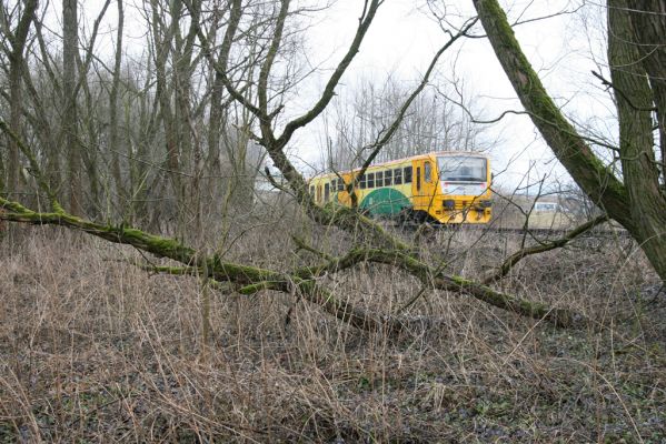 Velké Poříčí, 13.2.2016
Vrbový háj u železniční trati.



Klíčová slova: Velké Poříčí Denticollis linearis