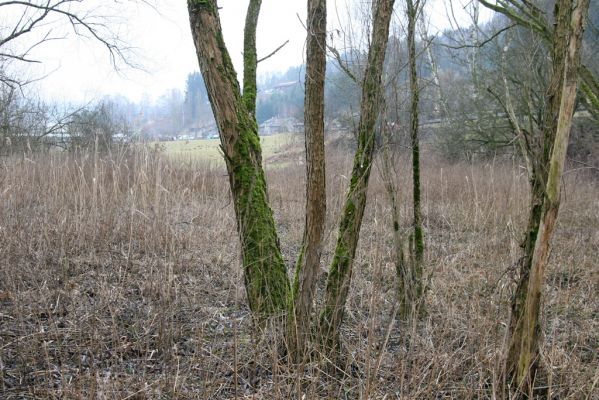 Velké Poříčí, 13.2.2016
Vrbový háj u železniční trati. 
Klíčová slova: Velké Poříčí Denticollis linearis