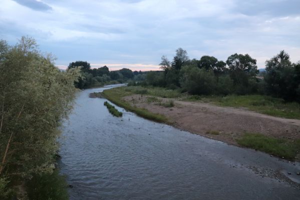 Veľký Šariš, 29.7.2020
Štěrkové náplavy Torysy pod Šarišským hradným vrchom. 
Schlüsselwörter: Veľký Šariš Šarišský hradný cyklomost Torysa Betarmon bisbimaculatus