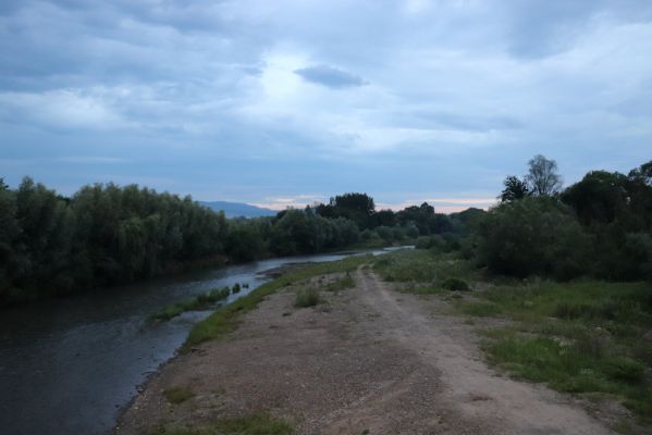 Veľký Šariš, 29.7.2020
Štěrkové náplavy Torysy pod Šarišským hradným vrchom. 
Mots-clés: Veľký Šariš Šarišský hradný cyklomost Torysa Betarmon bisbimaculatus