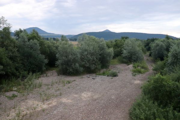 Veľký Šariš, 29.7.2020
Štěrkové náplavy Torysy pod Šarišským hradným vrchom. 
Schlüsselwörter: Veľký Šariš Šarišský hradný cyklomost Torysa Betarmon bisbimaculatus