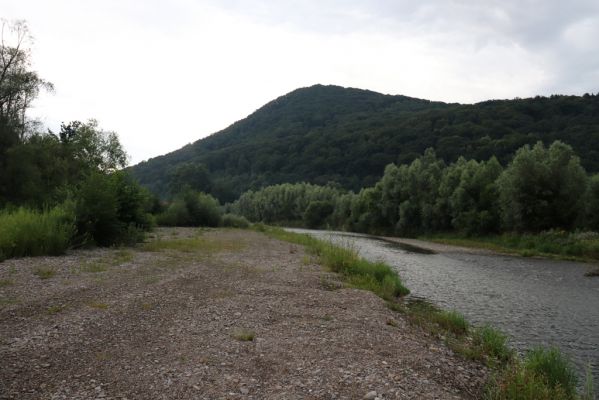 Veľký Šariš, 29.7.2020
Štěrkové náplavy Torysy pod Šarišským hradným vrchom. 
Keywords: Veľký Šariš Šarišský hradný cyklomost Torysa Betarmon bisbimaculatus