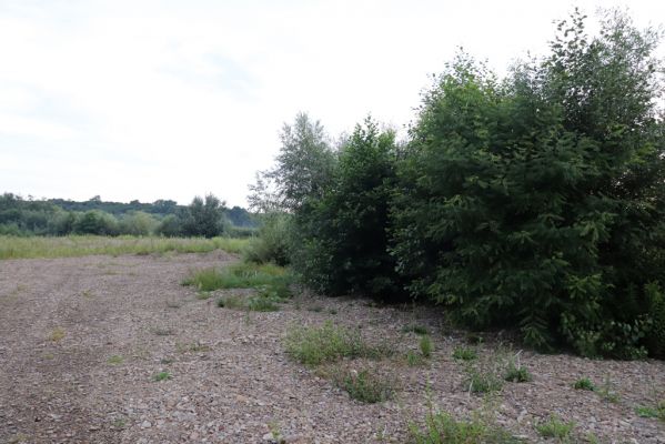 Veľký Šariš, 29.7.2020
Štěrkové náplavy Torysy pod Šarišským hradným vrchom. 
Schlüsselwörter: Veľký Šariš Šarišský hradný cyklomost Torysa Betarmon bisbimaculatus