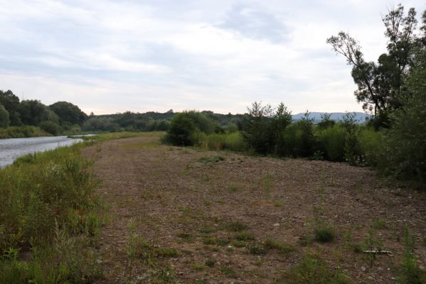 Veľký Šariš, 29.7.2020
Štěrkové náplavy Torysy pod Šarišským hradným vrchom. 
Keywords: Veľký Šariš Šarišský hradný cyklomost Torysa Betarmon bisbimaculatus