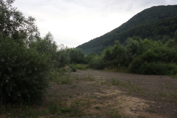 Veľký Šariš, 29.7.2020
Šarišský hradný cyklomost. Štěrkové náplavy Torysy pod Šarišským hradným vrchom. 
Keywords: Veľký Šariš Šarišský hradný cyklomost Torysa Betarmon bisbimaculatus