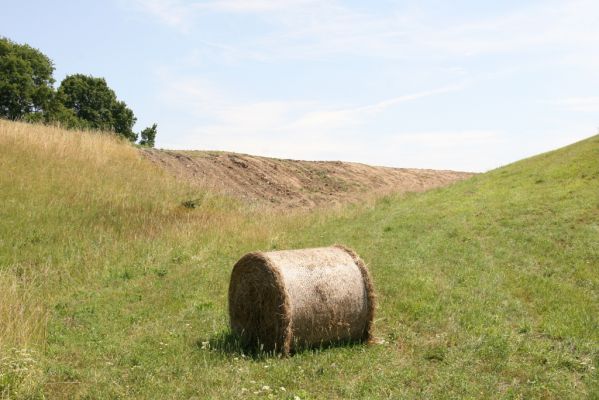 Velký Vřešťov, 19.7.2015
Step severovýchodně od obce. V pozadí zdevastovaná její část.



Schlüsselwörter: Velký Vřešťov step Agriotes gallicus