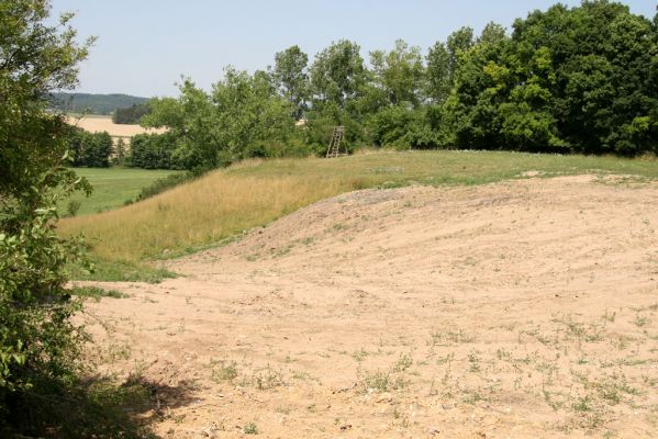 Velký Vřešťov, 19.7.2015
Step severovýchodně od obce. Pohled na zdevastovanou část.


Klíčová slova: Velký Vřešťov step Agriotes gallicus