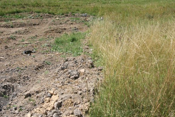 Velký Vřešťov, 19.7.2015
Step severovýchodně od obce. Pohled na zdevastovanou část.



Klíčová slova: Velký Vřešťov step Agriotes gallicus