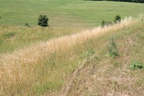 Velký Vřešťov, 19.7.2015
Step severovýchodně od obce. Biotop kovaříka Agriotes gallicus.

Klíčová slova: Velký Vřešťov step Agriotes gallicus Athous bicolor