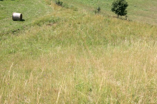 Velký Vřešťov, 19.7.2015
Step severovýchodně od obce. Biotop kovaříka Agriotes gallicus.


Klíčová slova: Velký Vřešťov step Agriotes gallicus Athous bicolor