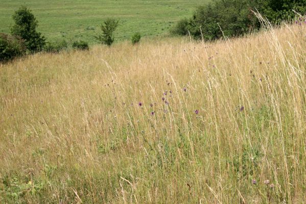 Velký Vřešťov, 19.7.2015
Step severovýchodně od obce. Biotop kovaříka Agriotes gallicus.


Keywords: Velký Vřešťov step Agriotes gallicus