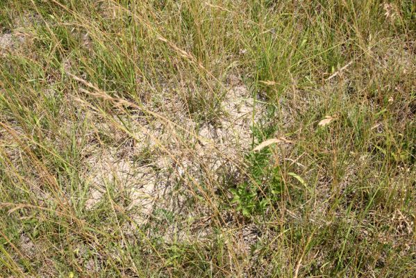 Velký Vřešťov, 19.7.2015
Step severovýchodně od obce. Biotop kovaříka Agriotes gallicus.



Mots-clés: Velký Vřešťov step Agriotes gallicus