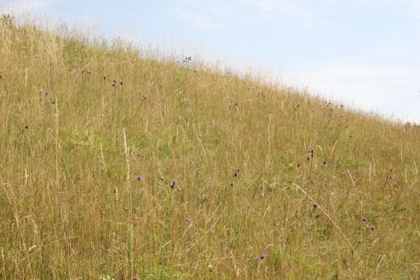 Velký Vřešťov, 19.7.2015
Step severovýchodně od obce. Biotop kovaříka Agriotes gallicus.



Mots-clés: Velký Vřešťov step Agriotes gallicus
