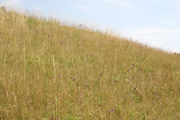 Velký Vřešťov, 19.7.2015
Step severovýchodně od obce. Biotop kovaříka Agriotes gallicus.



Klíčová slova: Velký Vřešťov step Agriotes gallicus