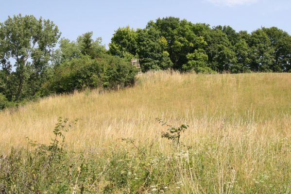 Velký Vřešťov, 19.7.2015
Step severovýchodně od obce. Biotop kovaříka Agriotes gallicus.



Schlüsselwörter: Velký Vřešťov step Agriotes gallicus