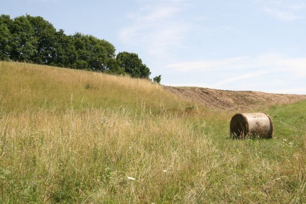 Velký Vřešťov, 19.7.2015
Step severovýchodně od obce. Biotop kovaříka Agriotes gallicus. Vpravo pohled na zdevastovanou část.



Mots-clés: Velký Vřešťov step Agriotes gallicus Athous bicolor