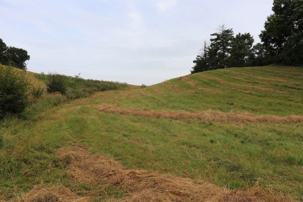 Velký Vřešťov, 28.7.2021
Suché trávníky u Hořečkové stráně.
Klíčová slova: Velký Vřešťov Hořečková stráň Agriotes gallicus