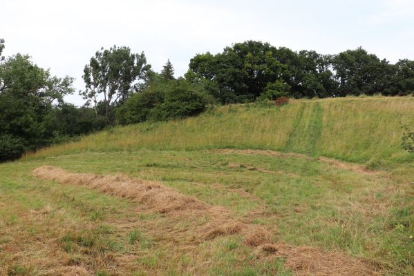 Velký Vřešťov, 28.7.2021
Suché trávníky u Hořečkové stráně.
Klíčová slova: Velký Vřešťov Hořečková stráň Agriotes gallicus