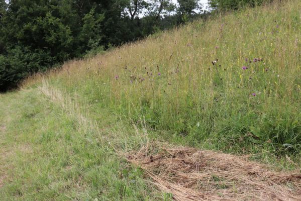 Velký Vřešťov, 28.7.2021
Suché trávníky u Hořečkové stráně.
Klíčová slova: Velký Vřešťov Hořečková stráň Agriotes gallicus