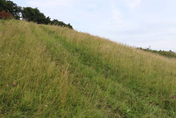 Velký Vřešťov, 28.7.2021
Suché trávníky u Hořečkové stráně.
Klíčová slova: Velký Vřešťov Hořečková stráň Agriotes gallicus
