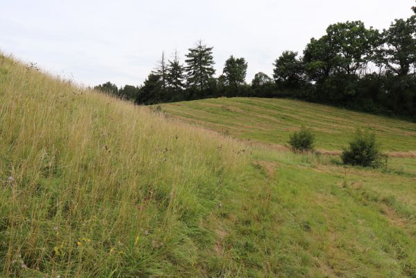 Velký Vřešťov, 28.7.2021
Suché trávníky u Hořečkové stráně.
Klíčová slova: Velký Vřešťov Hořečková stráň Agriotes gallicus