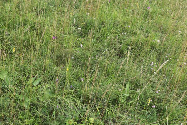 Velký Vřešťov, 28.7.2021
Suché trávníky u Hořečkové stráně.
Schlüsselwörter: Velký Vřešťov Hořečková stráň Agriotes gallicus
