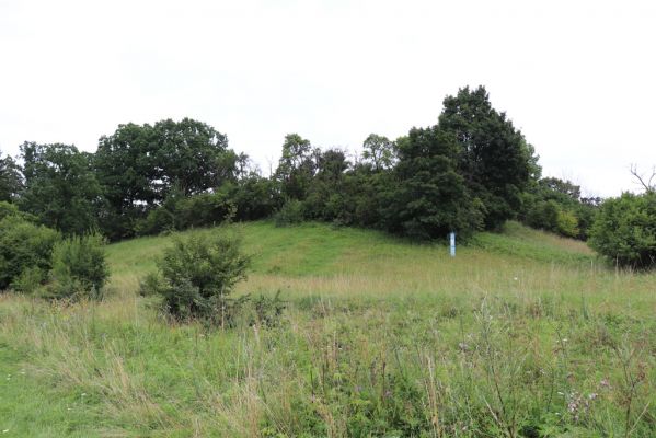 Velký Vřešťov, 28.7.2021
Hořečková stráň.
Klíčová slova: Velký Vřešťov Hořečková stráň