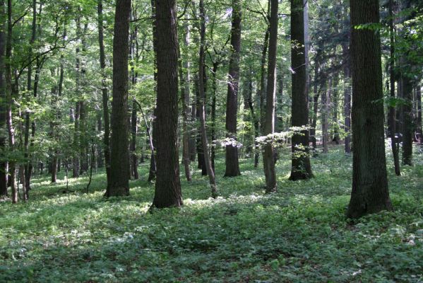 Velký Vřešťov, 31.7.2012
Vřešťovská bažantnice.


Klíčová slova: Velký Vřešťov Vřešťovská bažantnice