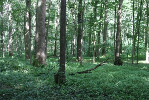 Velký Vřešťov, 31.7.2012
Vřešťovská bažantnice.



Schlüsselwörter: Velký Vřešťov Vřešťovská bažantnice