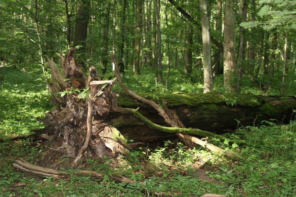 Velký Vřešťov, 31.7.2012
Vřešťovská bažantnice.



Klíčová slova: Velký Vřešťov Vřešťovská bažantnice