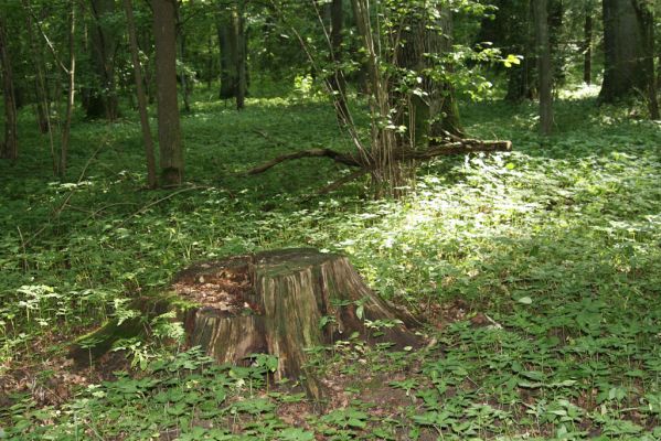 Velký Vřešťov, 31.7.2012
Vřešťovská bažantnice.



Klíčová slova: Velký Vřešťov Vřešťovská bažantnice