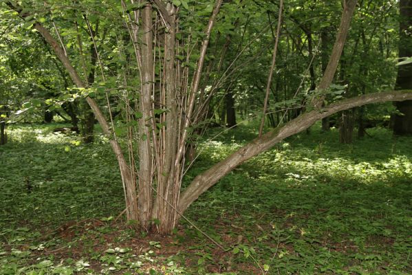 Velký Vřešťov, 31.7.2012
Vřešťovská bažantnice.



Schlüsselwörter: Velký Vřešťov Vřešťovská bažantnice