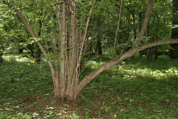 Velký Vřešťov, 31.7.2012
Vřešťovská bažantnice.



Klíčová slova: Velký Vřešťov Vřešťovská bažantnice