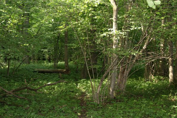 Velký Vřešťov, 31.7.2012
Vřešťovská bažantnice.


Klíčová slova: Velký Vřešťov Vřešťovská bažantnice