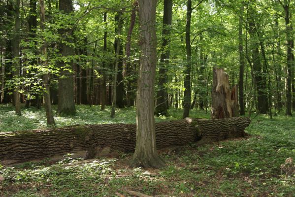 Velký Vřešťov, 31.7.2012
Vřešťovská bažantnice.


Klíčová slova: Velký Vřešťov Vřešťovská bažantnice