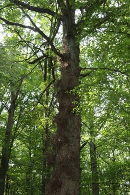 Velký Vřešťov, 31.7.2012
Vřešťovská bažantnice.



Klíčová slova: Velký Vřešťov Vřešťovská bažantnice