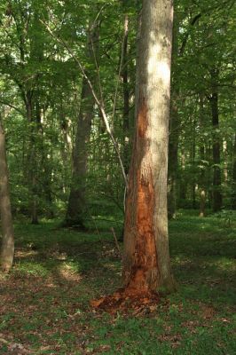 Velký Vřešťov, 31.7.2012
Vřešťovská bažantnice.
Klíčová slova: Velký Vřešťov Vřešťovská bažantnice