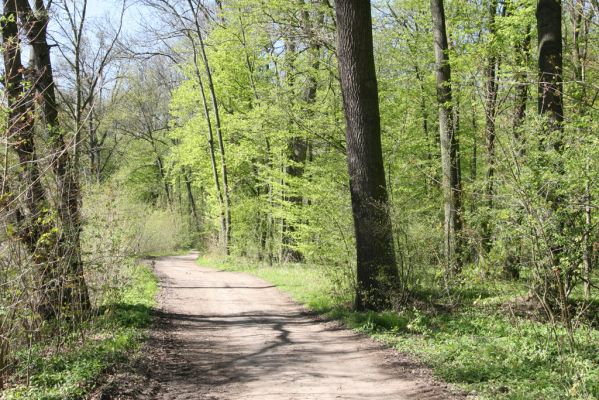 Veletov, 21.4.2015
U Černé struhy.


Schlüsselwörter: Veletov lužní les