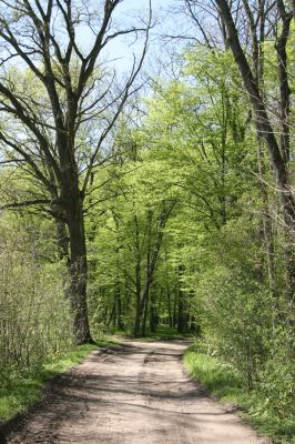 Veletov, 21.4.2015
U Černé struhy.



Klíčová slova: Veletov lužní les