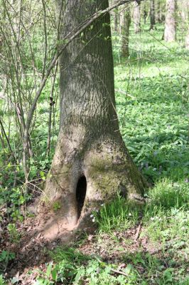 Veletov, 21.4.2015
Lužní les u Starého Kolína. V dutině jasanu byla nalezena larva kovaříka Athous haemorrhoidalis.


Klíčová slova: Veletov lužní les Athous haemorrhoidalis