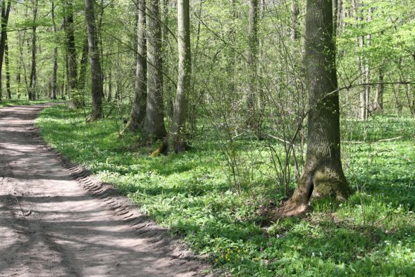 Veletov, 21.4.2015
Lužní les u Starého Kolína.


Schlüsselwörter: Veletov lužní les Athous haemorrhoidalis